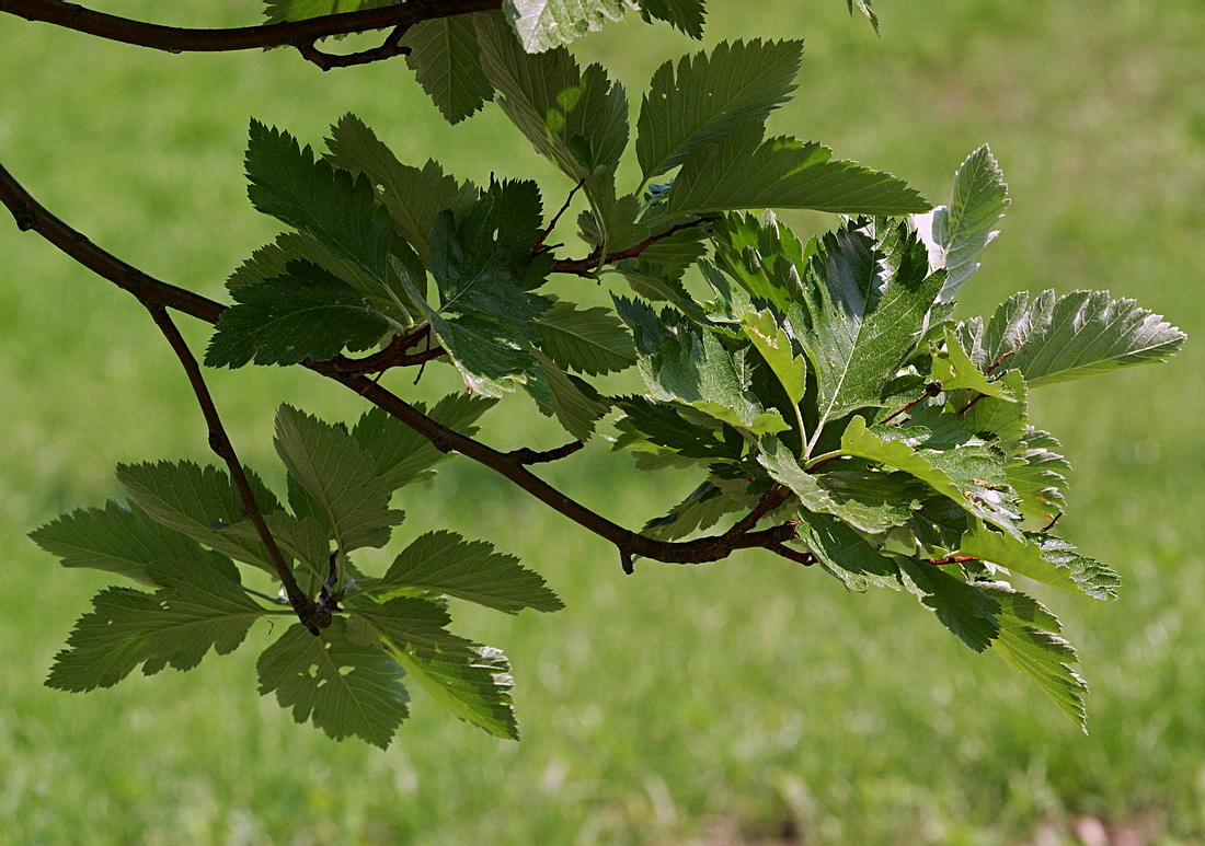 Изображение особи Sorbus intermedia.