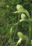 Himantoglossum caprinum. Цветки (форма с белыми цветками). Крым, окр. Севастополя. 23 мая 2012 г.