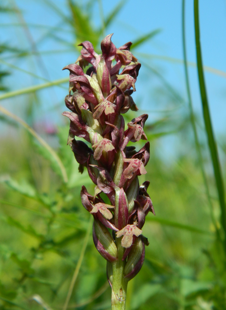 Image of Anacamptis coriophora specimen.