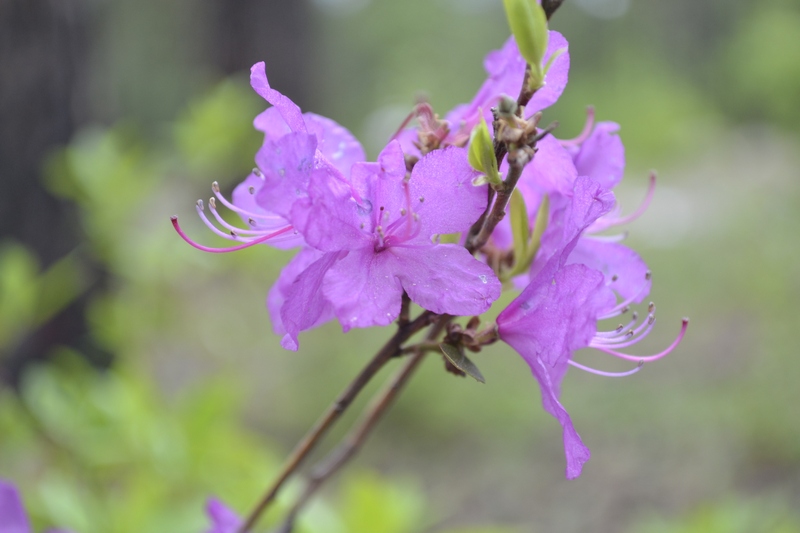 Image of Rhododendron dauricum specimen.