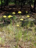 Hypochaeris radicata