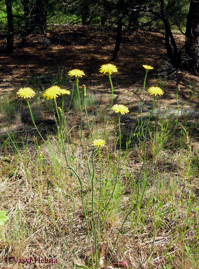 Image of Hypochaeris radicata specimen.