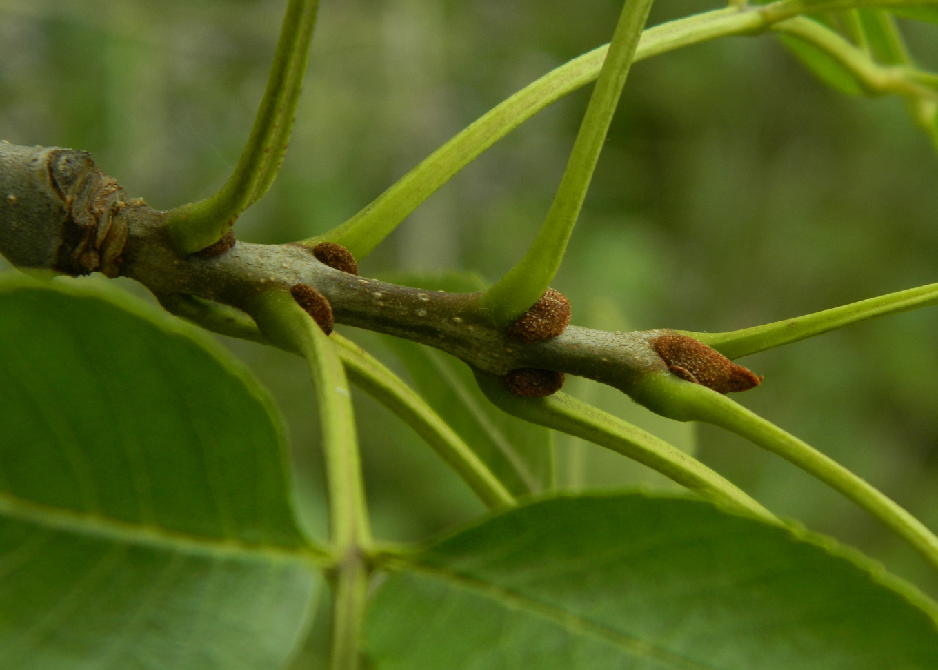 Image of genus Fraxinus specimen.