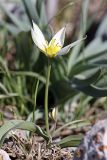 Tulipa turkestanica. Цветущее растение. Южный Казахстан, горы Каракус. 03.04.2012.