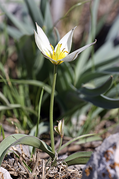 Изображение особи Tulipa turkestanica.