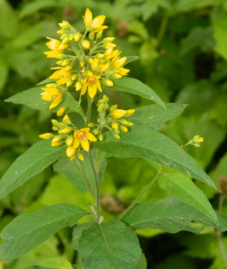 Изображение особи Lysimachia vulgaris.