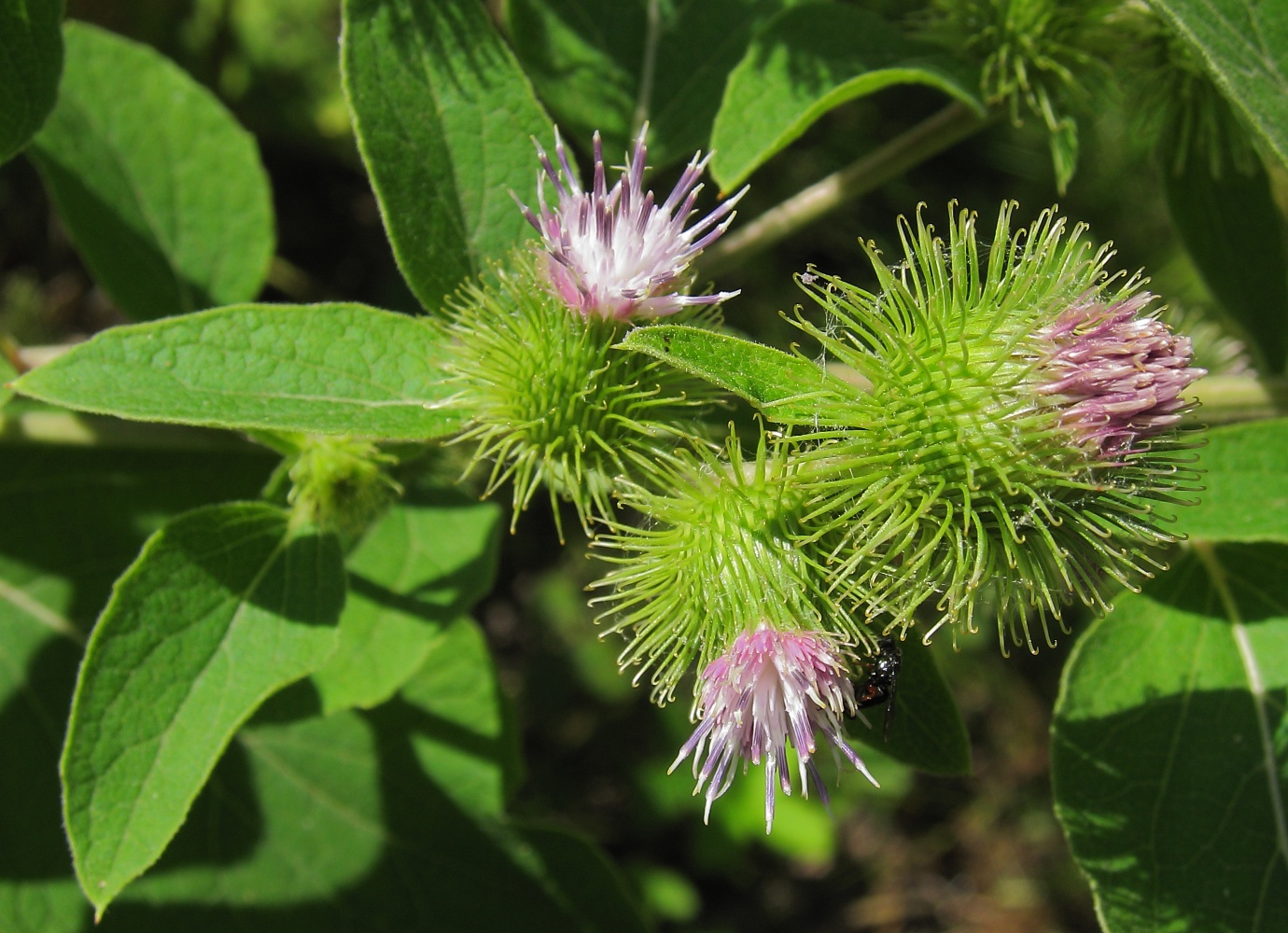 Image of Arctium &times; mixtum specimen.