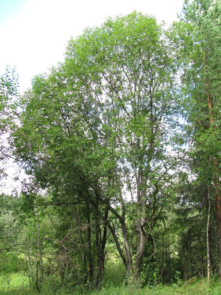 Image of Salix caprea specimen.