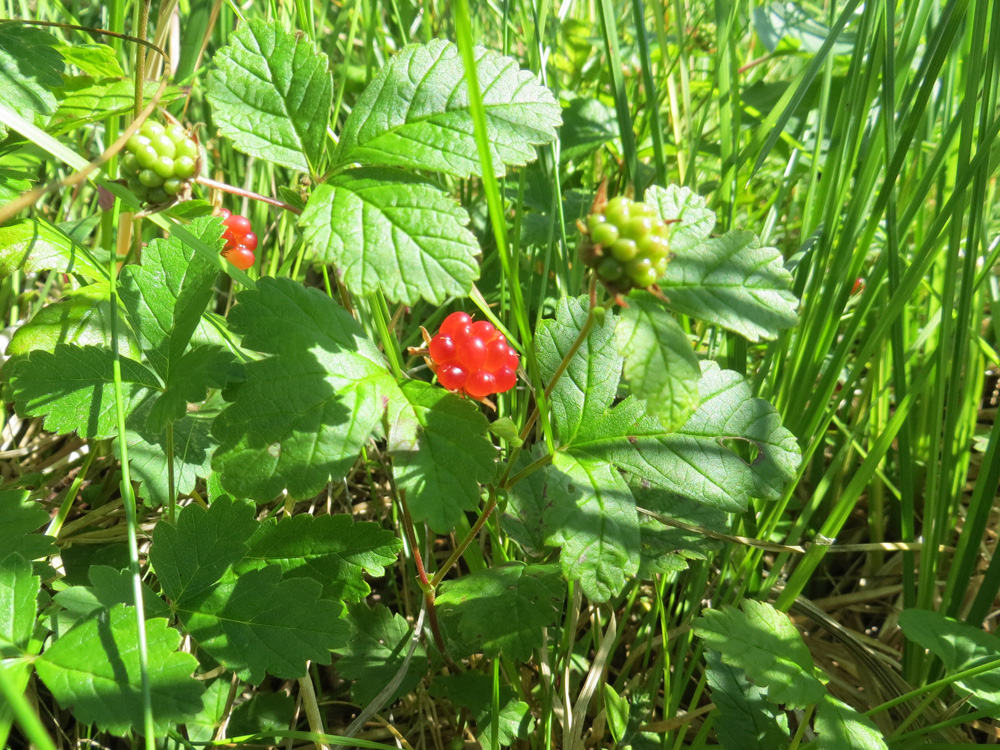 Image of Rubus arcticus specimen.