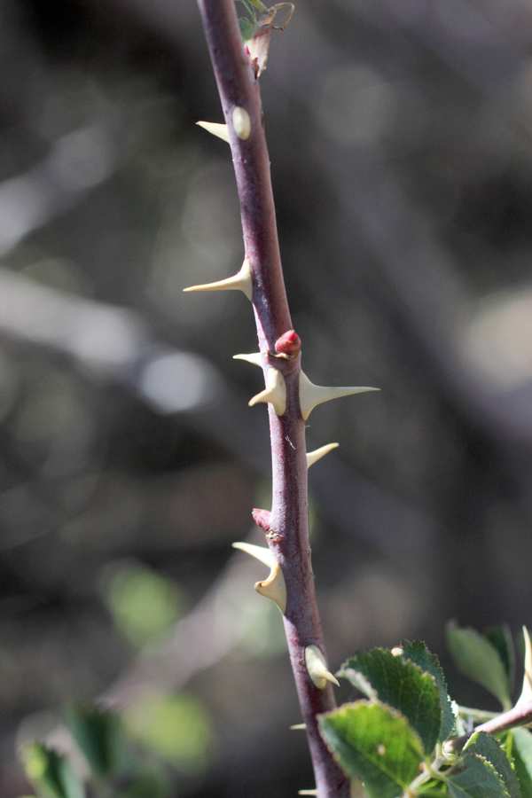 Image of Rosa maracandica specimen.