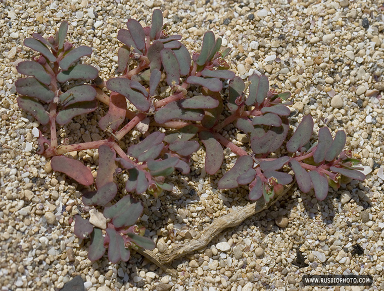 Изображение особи Euphorbia peplis.