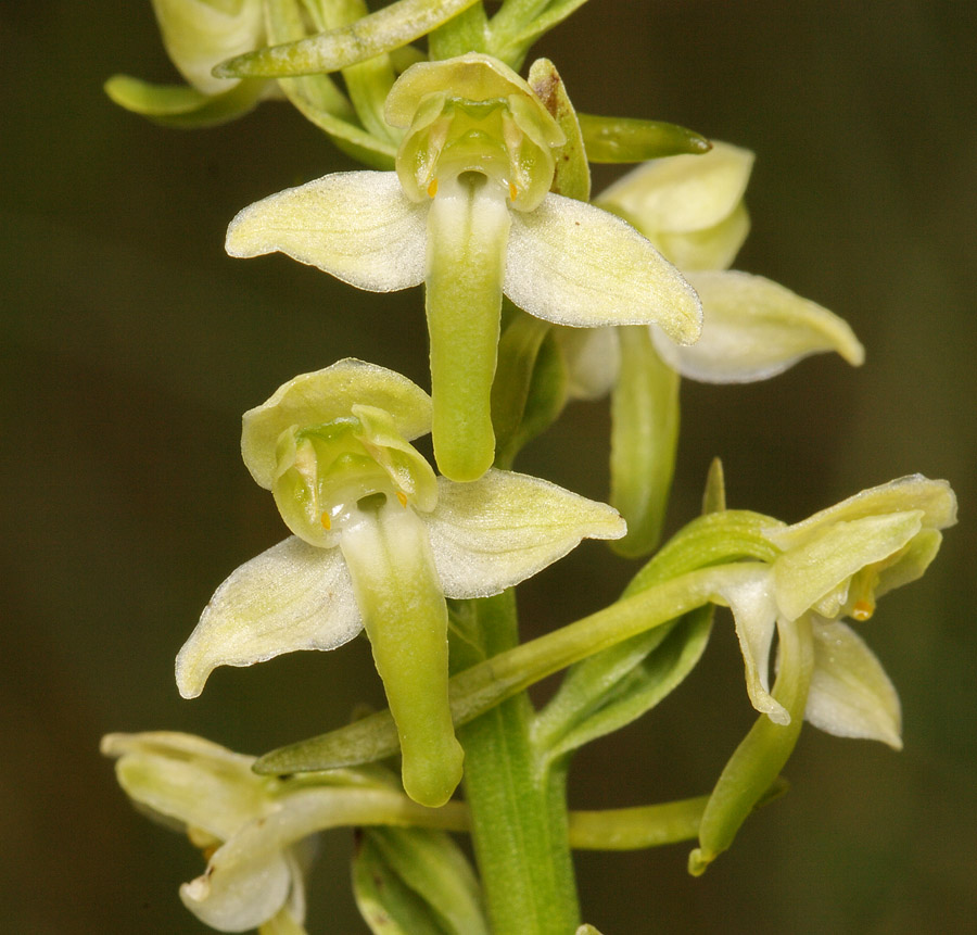 Изображение особи Platanthera chlorantha.