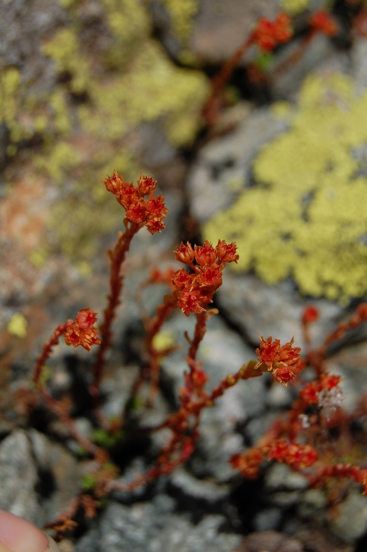 Image of Sedum tenellum specimen.