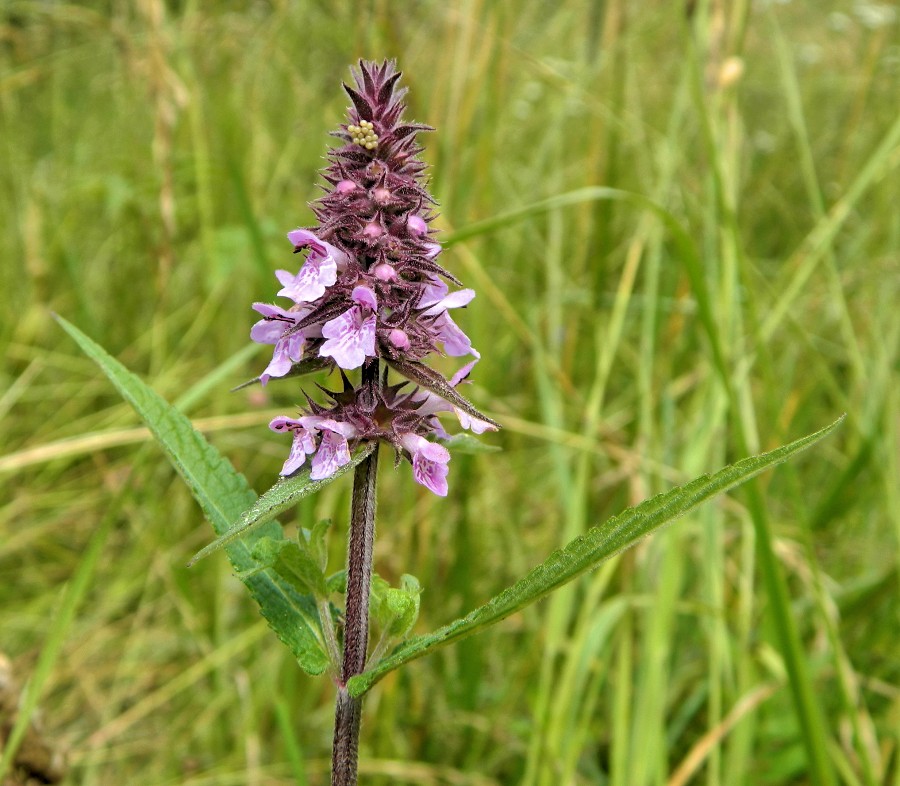 Image of Stachys palustris specimen.