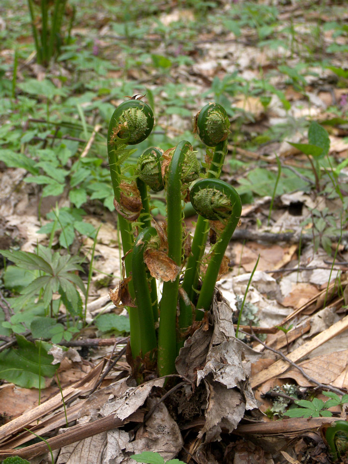 Image of Matteuccia struthiopteris specimen.