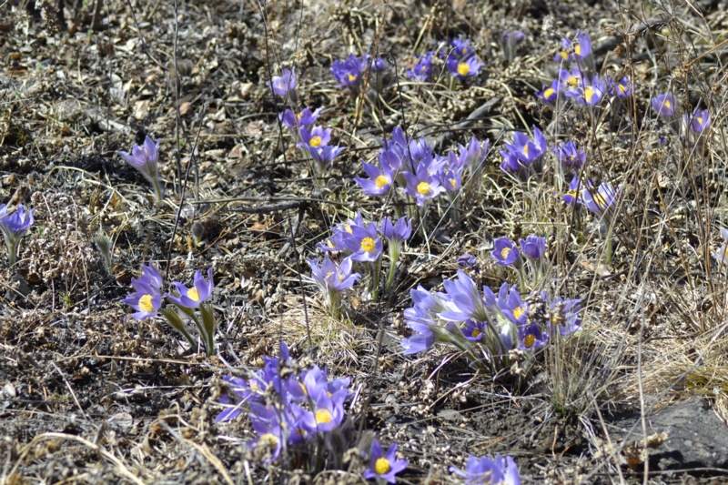 Изображение особи Pulsatilla multifida.