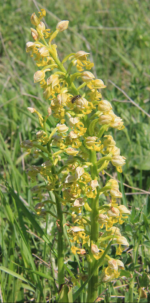 Image of Orchis punctulata specimen.