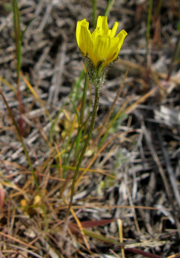 Image of Lagoseris sancta specimen.