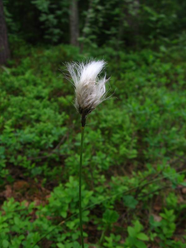 Image of Eriophorum vaginatum specimen.