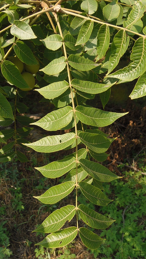 Image of Juglans nigra specimen.