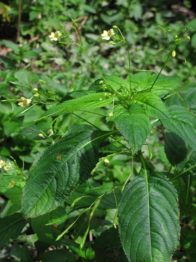 Image of Impatiens parviflora specimen.