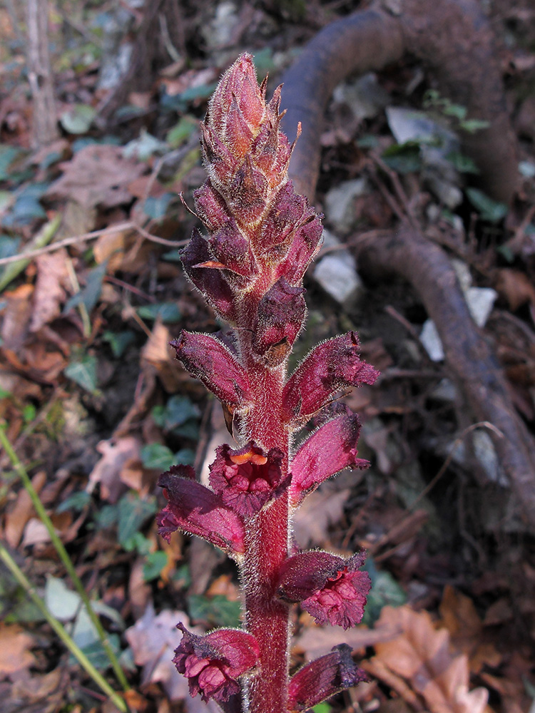 Image of Orobanche laxissima specimen.