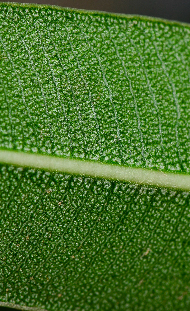 Image of Nerium oleander specimen.