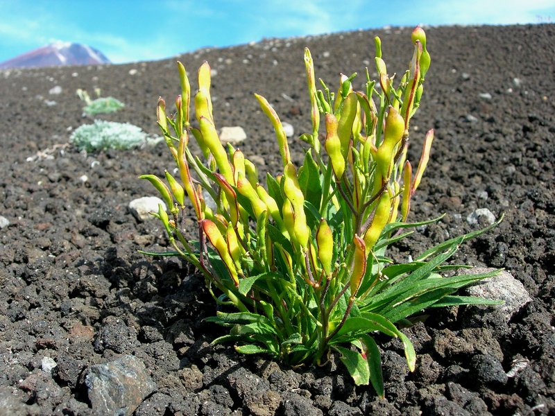 Изображение особи Parrya nudicaulis.