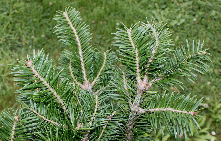 Image of Abies balsamea specimen.