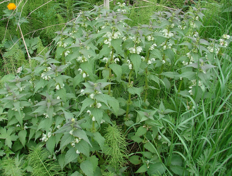 Image of Lamium album specimen.