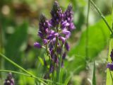 Polygala comosa. Соцветие. Московская обл., Талдомский р-н, близ пгт Запрудня. 21.05.2010.