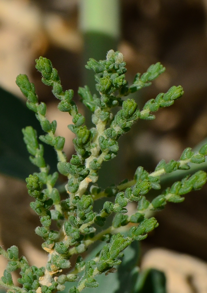 Image of Salsola imbricata specimen.