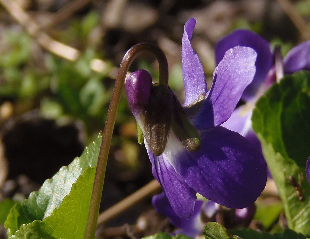 Image of Viola odorata specimen.