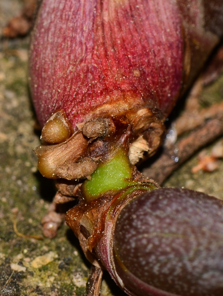 Image of Agave americana specimen.