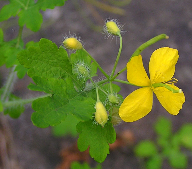 Image of Chelidonium asiaticum specimen.