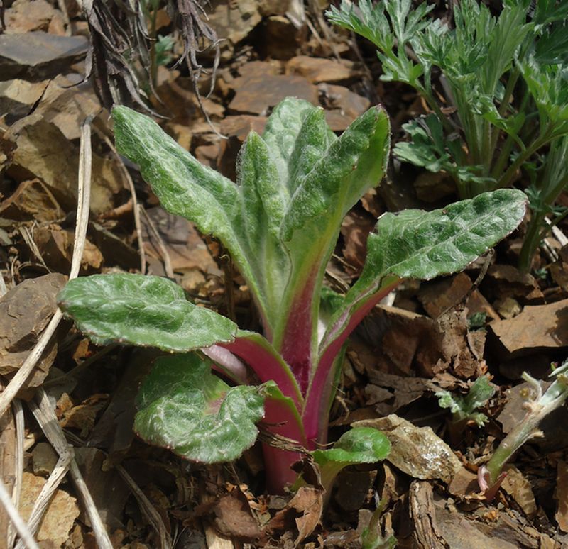 Image of Senecio pseudoarnica specimen.