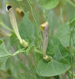 Aristolochia lutea. Побег с цветками. Греция, Халкидики, окр. г. Полигирос (Πολύγυρος). 15.05.2014.