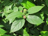 Calycanthus floridus