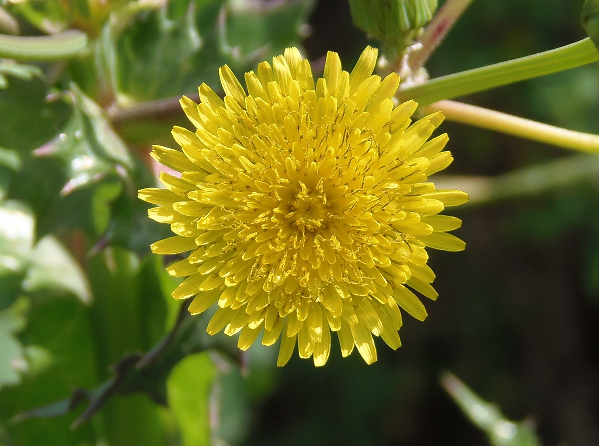 Image of Sonchus asper specimen.