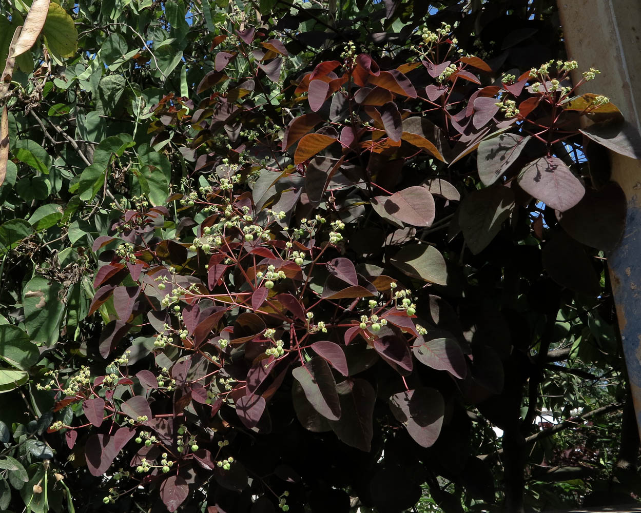 Image of Euphorbia cotinifolia specimen.