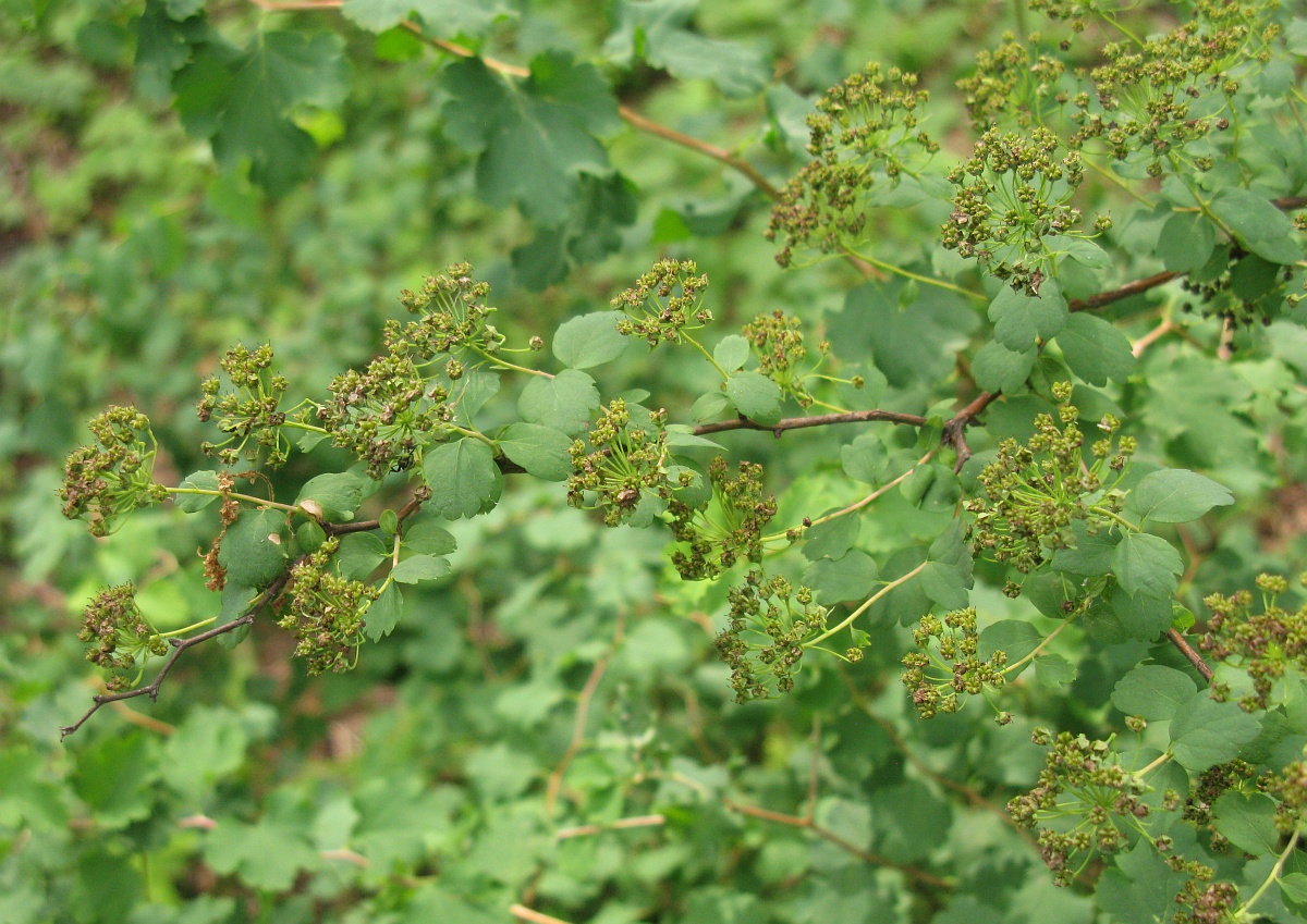 Изображение особи Spiraea trilobata.