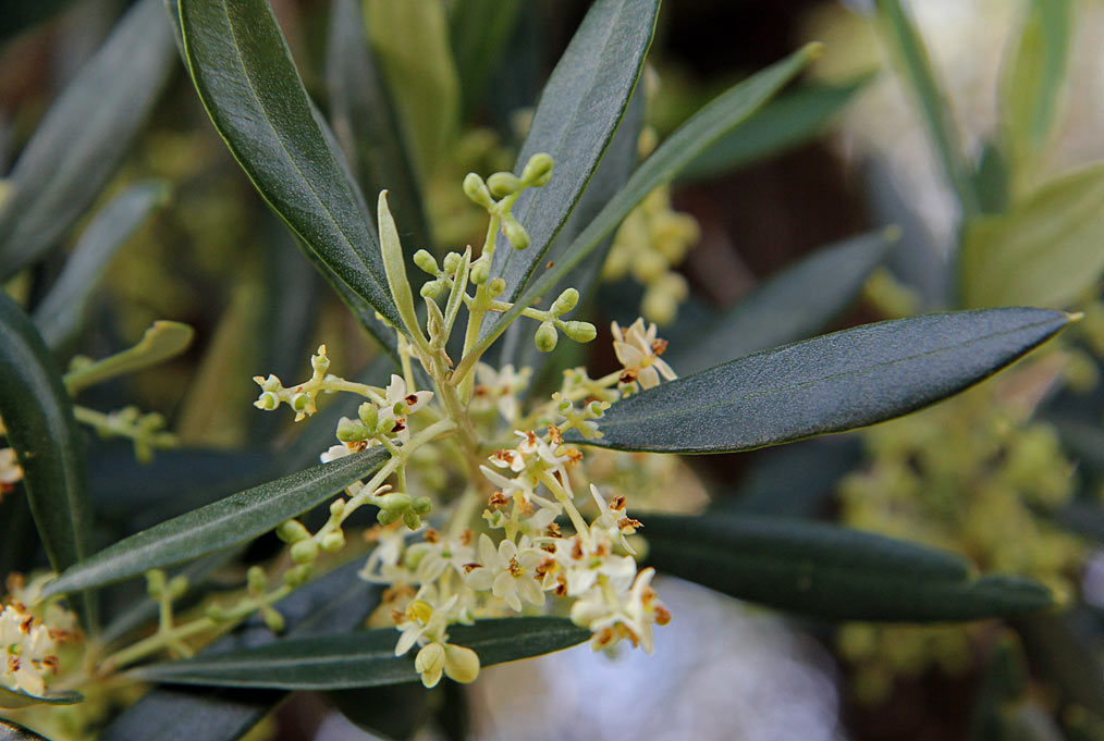 Image of Olea europaea specimen.