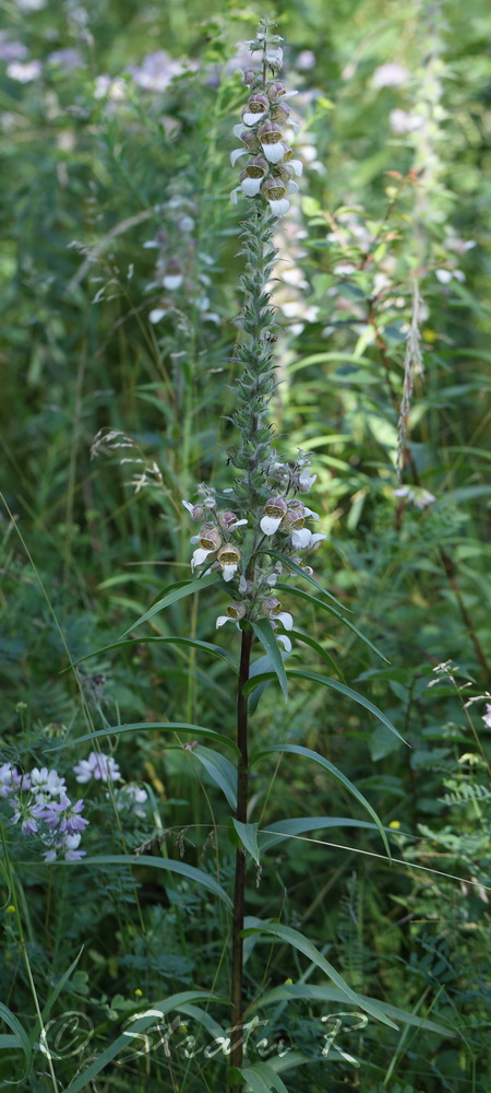 Image of Digitalis lanata specimen.