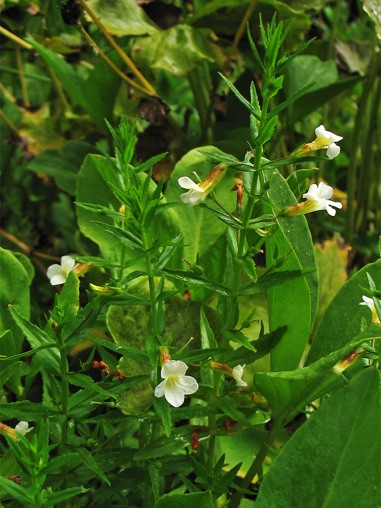 Image of Gratiola officinalis specimen.