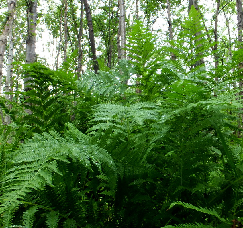 Image of Athyrium filix-femina specimen.