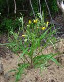 Crepis tectorum. Цветущее растение. Архангельская обл., Приморский р-н, окр. г. Северодвинск, ж.-д. насыпь. 08.07.2014.