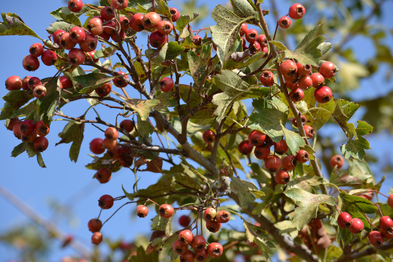 Изображение особи род Crataegus.