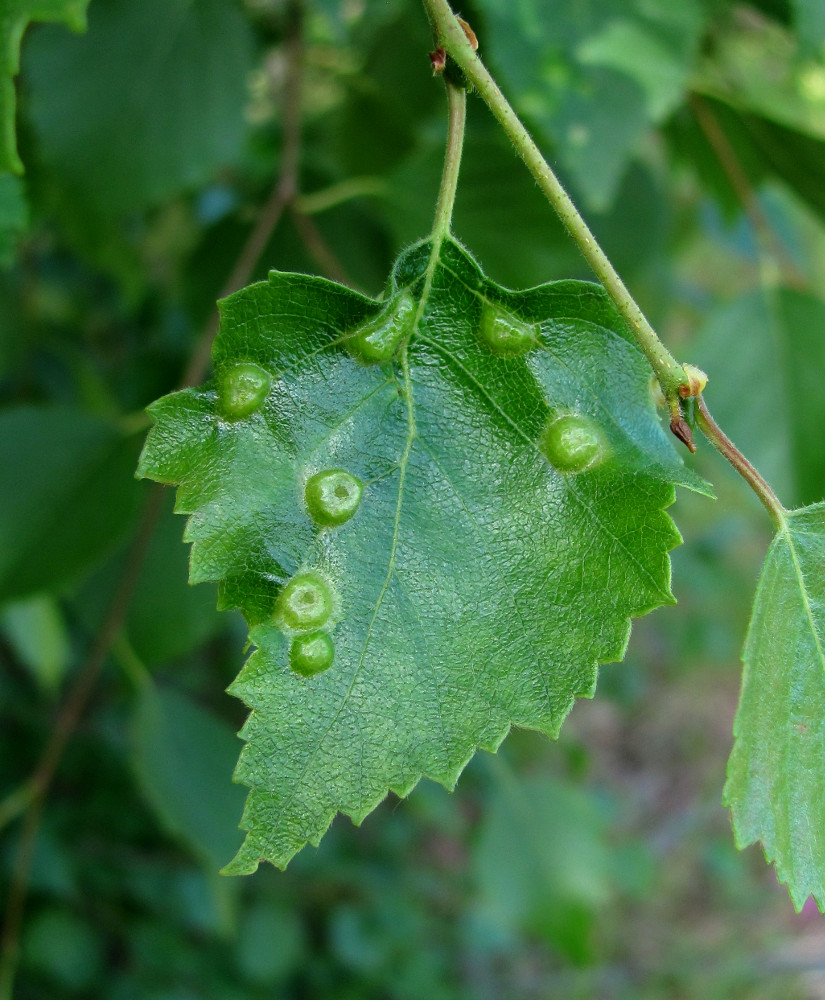 Изображение особи Betula pubescens.