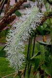 Смотреть изображение Sanguisorba canadensis