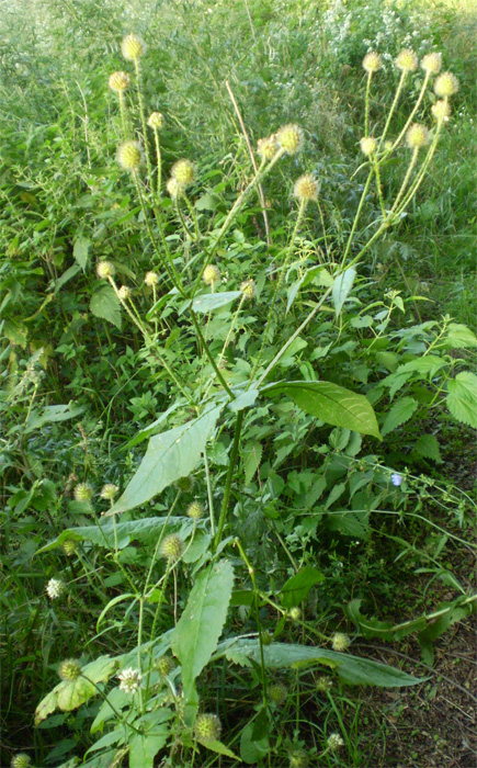 Image of Dipsacus pilosus specimen.